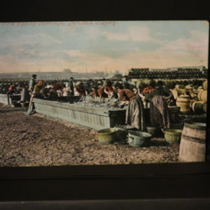 Postcards- Fishing Industry Norfolk?Suffolk  "Scotch girls, gipping Herring" 1905