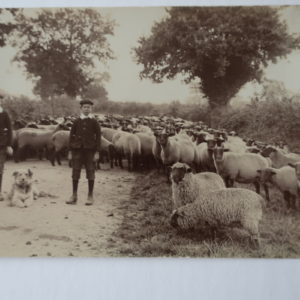 Norfolk Postcards - Sheep in lane with boys c.1915 {by T.Nokes}